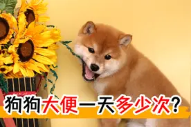 狗狗大便一天多少次视频封面