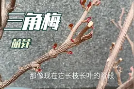 四月份了三角梅才发芽，顺着它的“性子”养，一样有花赏视频封面