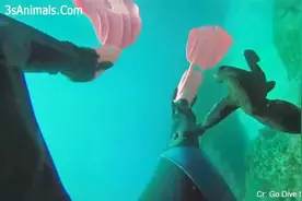 “黏人的八爪鱼”