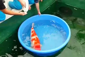 世界上最贵的锦鲤！拍卖一千三百万人民币！拍卖现场原声视频！视频封面