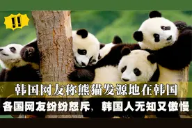 韩国美女网友称熊猫是韩国传统动物，引发国际大笑，真是无知狂妄视频封面