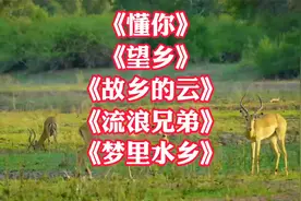 催泪思乡曲《望乡》《故乡的云》《流浪兄弟》《梦里水乡》懂你