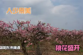 花情快报：相约万亩桃花，简阳东来桃源，这周末进入盛花期视频封面