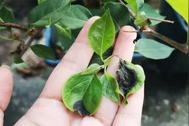 夏季，三角梅叶片发黑掉落是什么原因，怎么解决？视频封面