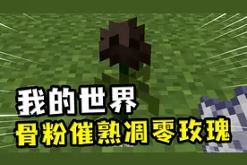 我的世界：骨粉催熟凋零玫瑰？骨粉的妙用，树苗顶穿末地传送门视频封面