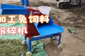农村养兔自己做饲料，青饲料粉碎晾干，加工颗粒！视频封面