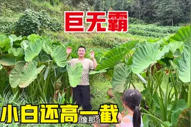 给姜淋猪屎粪，发现一大片巨无霸，比小白还高一截，大家见过吗？视频封面