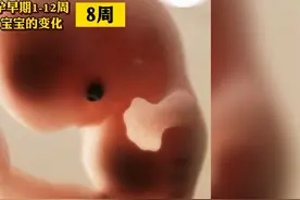 孕早期1-12周胎儿的变化，肚子里的宝宝忙着长大，愿所见者都好孕视频封面