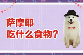 萨摩耶可以吃什么食物？主人可以给它准备这些东西