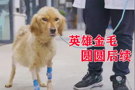 救人一命，英雄金毛，圆圆后续视频封面