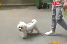 太原：市民文明意识提高，文明养犬以身作则，出门遛弯不掉“链”视频封面