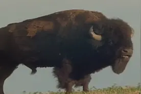 动物科学：驼鹿，是世界上最大的鹿科动物，体重可达680公斤视频封面