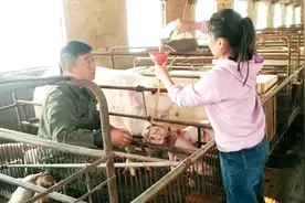 哺乳母猪发烧两天不吃饲料，没办法只能灌它点芒硝，以清肠道退烧视频封面