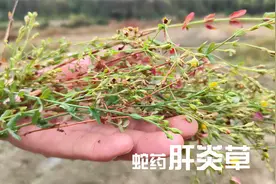 农村这种常见田基黄，有人叫它“肝炎草”，其实还很多人不了解它