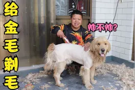 金毛嫌热，小虎给它剃毛并留了个造型，你们觉得金毛这造型咋样？