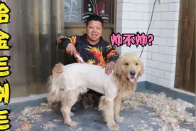 金毛嫌热，小虎给它剃毛并留了个造型，你们觉得金毛这造型咋样？