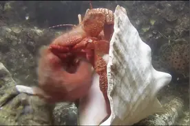 螃蟹一辈子脱壳18次，如果赶上脱壳时吃，那就不用剥壳吃太爽了