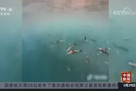 澳大利亚黄金海岸鲨鱼“云集”