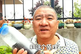 家庭自制有机肥这么简单？不臭不招虫，黄豆缓释肥你学会没？