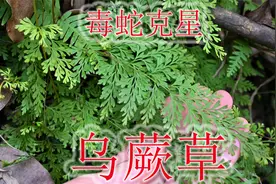 乌蕨素有“万能解毒草”之称，也是毒蛇克星植物，很多人却不认识视频封面