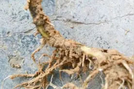 西红柿茎基腐病不好治？这个方法试一试，说不定就管用了