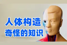 拆个假人去了解一下人体结构，奇怪的知识又增加了