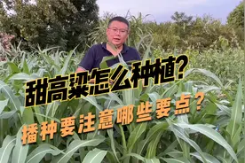 如何栽培和管理饲用甜高粱，这样种，能收获每亩15000kg鲜草