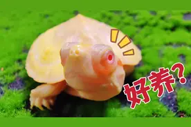 掌握这4个诀窍，变异巴西龟其实不难养！视频封面