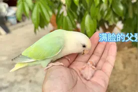 鸟爸爸在主人手上轻轻地亲吻鸟宝宝，满脸的父爱和幸福感视频封面