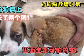 狗狗身上长了两个洞，里面全是可怕的虫！视频封面