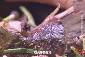 味道：正果渔家人做鱼有一手，花鲢用砂锅煲鱼肠煎鸡蛋，大开眼界视频封面