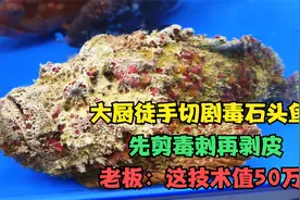 大厨徒手切剧毒石头鱼，先剪毒刺再剥皮，老板：这技术值50万视频封面