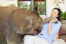 国外一位女子把一头大象养在家里，这拆家能力简直不输哈士奇视频封面