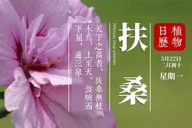 扶桑：它为什么被称为神树？ 三星堆的发现里 为啥它特别重要？