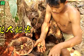 二柱子芭蕉树根发现大肥虫，直接给它干炸，满满的蛋白质大补了！视频封面