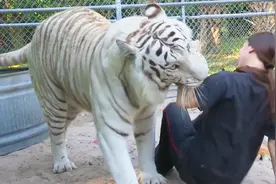 老虎跟女子相处10年，却不料一口咬住女孩，镜头记录全过程视频封面