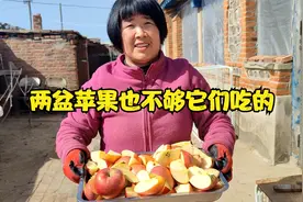 二十来只狗喂苹果吃，端来一盆大苹果，眨眼功夫一扫而光