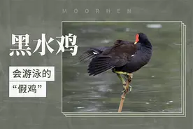 黑水鸡——会游泳的“假鸡”视频封面