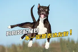 你能读懂狗狗尾巴的肢体语言吗？视频封面