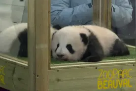 “圆嘟嘟”与“欢黎黎”！中国旅法大熊猫双胞胎幼崽喜获闺名视频封面