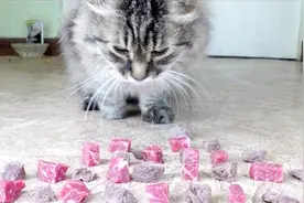 主人测试猫咪喜欢吃生肉还是吃熟肉？结果显而易见，镜头拍下全程视频封面