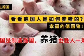 德国不仅是制造强国，养猪也胜人一筹，看看德国人是如何养猪?视频封面