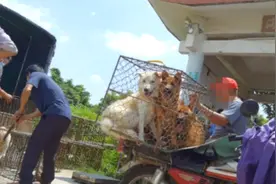 直击现场！广州一水库旁现无证活狗交易，不论品种全都一斤20元视频封面