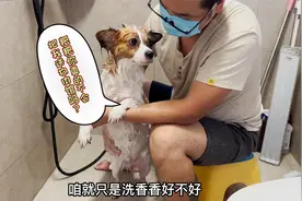 狗狗死活不愿洗澡，当主人说要把它送到狗肉馆后，狗狗直接吓哭了