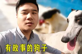 格力犬又名灵缇，圈养在农村大院里，早已失去斗志变的温顺