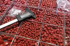 最近比较火的朱砂看看帝王砂和紫金砂的区别视频封面