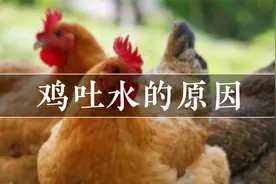 这3点是引起鸡吐水的主要原因，可别不在意，否则后悔都来不及视频封面