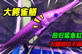 46公分鳄雀鳝霸气入缸，回归后大猫缸霸地位不保，这排獠牙危险了