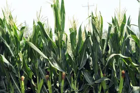 【实用技术】 早春玉米生长过程中水肥管理的注意事项！