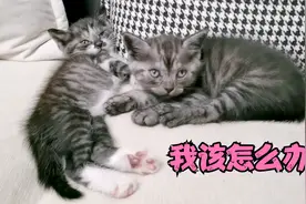 爸爸买了2只小猫，说是为了救它们一命，可给我愁坏了视频封面